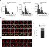 Figure 3—figure supplement 1.