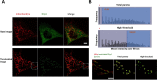 Figure 1—figure supplement 2.