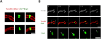 Figure 4—figure supplement 1.