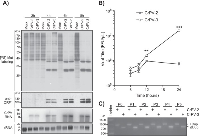 FIG 10