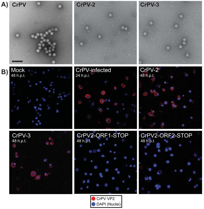 FIG 6