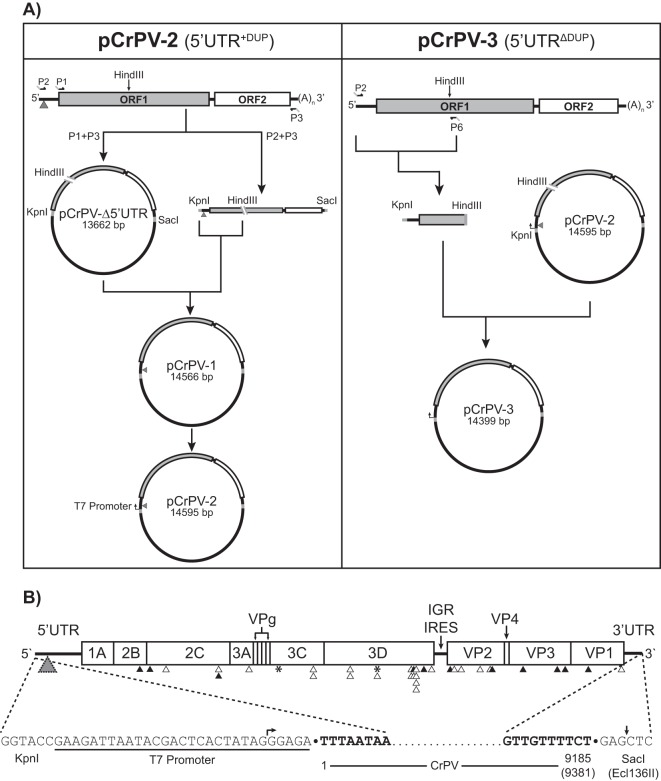 FIG 3