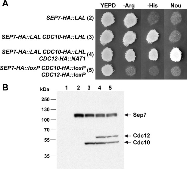 Fig 5