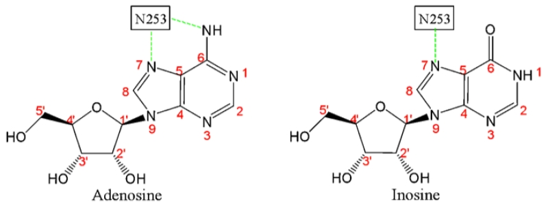 The adenosine metabolite inosine is a functional agonist of the ...