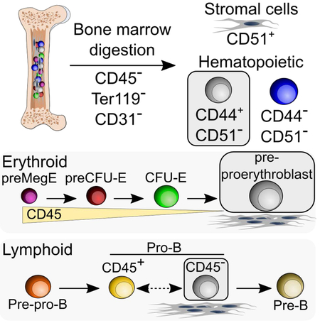 The majority of CD45− CD31− Ter119− bone marrow cell fraction is of ...