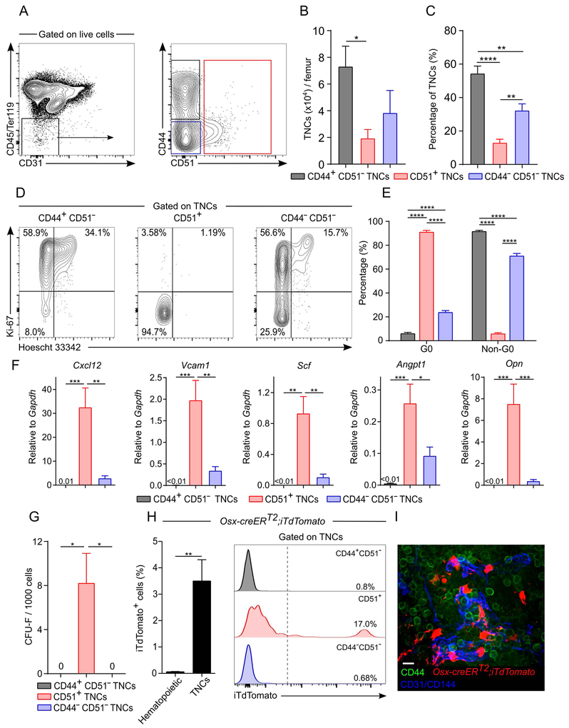 The majority of CD45− CD31− Ter119− bone marrow cell fraction is of ...