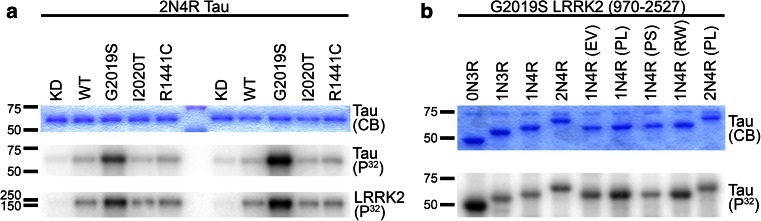 Fig. 1