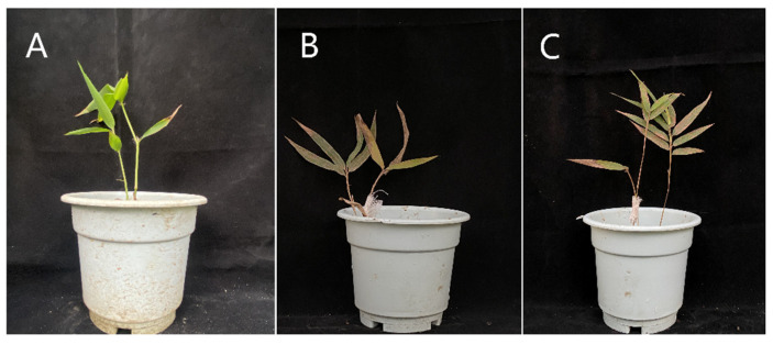 Figure 7