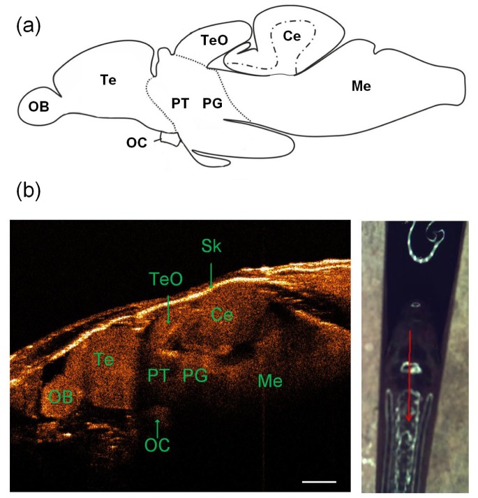 Fig. 2