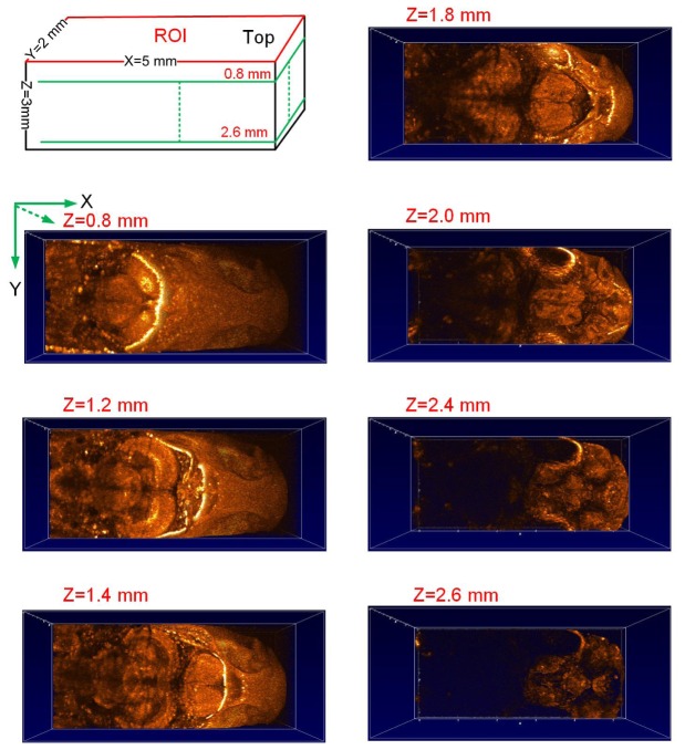 Fig. 6