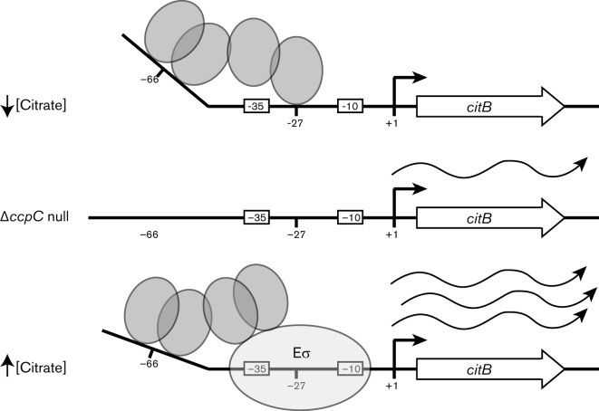 Fig. 5. 