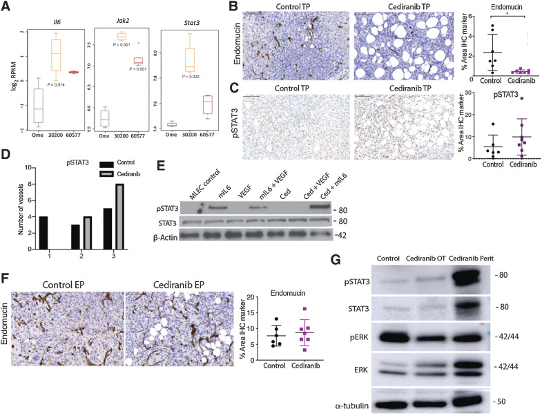 Figure 2. The IL6 pathway is involved in development of resistance to cediranib in 30200 model. A, Boxplots of log2 RPKM gene expression of indicated genes in omentum, 30200, and 60577 tumors (n = 4, 4, 5 respectively). B, IHC for endomucin and pSTAT3 in control and cediranib short-term treated 30200 tumors. C, IHC for pSTAT3 in control and cediranib short-term treated 30200 tumors D. Intensity of pSTAT3 staining in control and cediranib short-term treated luminated vessels. E, Western blot analysis of pSTAT3, STAT3, and β-actin in MLEC treated with recombinant mIL6, VEGF, and cediranib F. IHC for endomucin in control and cediranib-treated 30200 tumors at survival endpoint. G, Western blot analysis of pSTAT3, STAT3, pERK, ERK, and α-tubulin in 30200 control treated omental tumors, cediranib-treated omental, and peritoneal tumors collected at endpoint. Ome, omentum; ced, cediranib; EP, endpoint; perit, peritoneal.