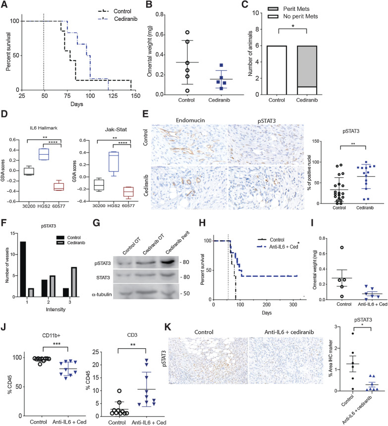 Figure 4. A combination of cediranib and anti-IL6 also increase mouse survival in HGS2 model of HGSOC. Mice injected with HGS2 cells were treated with vehicle control or cediranib oral gavage 5 mg/kg five times a week starting 8 weeks after cell injection until endpoint. A, Survival curve of cediranib-treated HGS2 model (n = 7 per group). B, Quantification of tumor weight in omentum. C, Analysis of peritoneal metastasis in cediranib-treated HGS2 tumors at endpoint. D, Boxplot of GSVA enrichment scores for 30200, HGS2, and 60577 (n = 4, 4, 5 respectively) E. pSTAT3 staining on rumanted vasculature in control and cediranib survival tumors. F, Intensity of pSTAT3 staining in control and cediranib endpoint treated vessels. G, Western blot analysis of pSTAT3, STAT3 α-tubulin in HGS2 control treated omental tumors, cediranib-treated omental, and peritoneal tumors collected at endpoint. Mice injected with HGS2 cell were treated with control or combination of cediranib plus anti-IL6. Vehicle control and cediranib were administrated by oral gavage 5 mg/kg five times a week, IgG control and anti-IL6 were given as i.p. 2 mg/kg twice a week. All treatment commenced at 7.8 weeks following cell injection and was carried on till endpoint. H, Survival curve of HGS2 model treated with control or combination (n = 7 per group). I, Analysis of tumor weight in control and combination treated HGS2 model at endpoint. J, Flowcytometric analysis of lymphoid and myeloid population in combination treated HGS2 tumors. K, IHC staining for pSTAT3 in control and the combination treated group. Perit, peritoneal; Mets, metastasis; OT, omental tumors; Ced, cediranib.