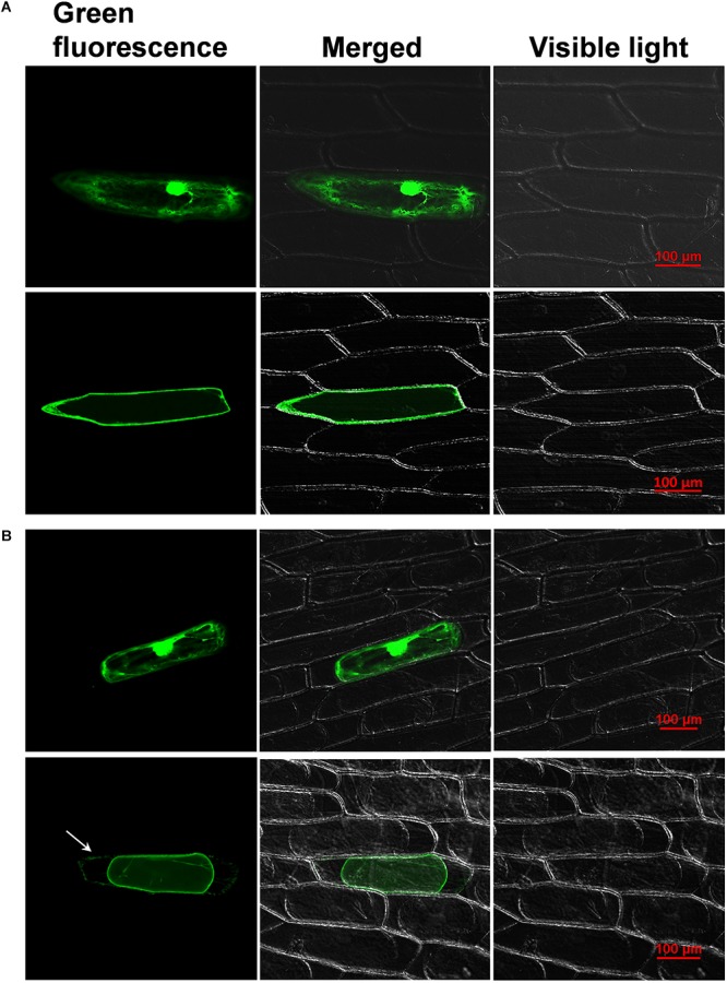 FIGURE 1