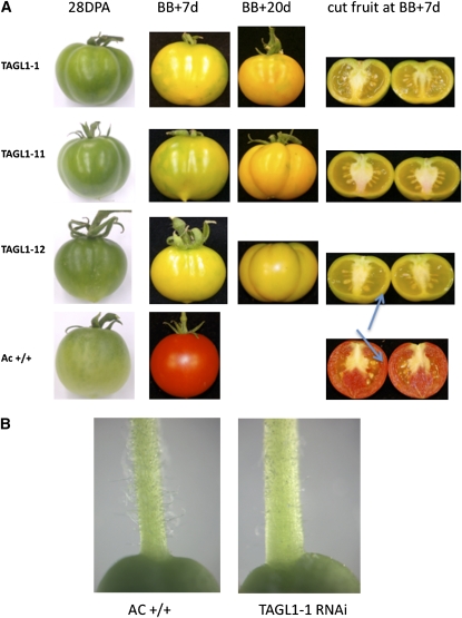 Figure 4.