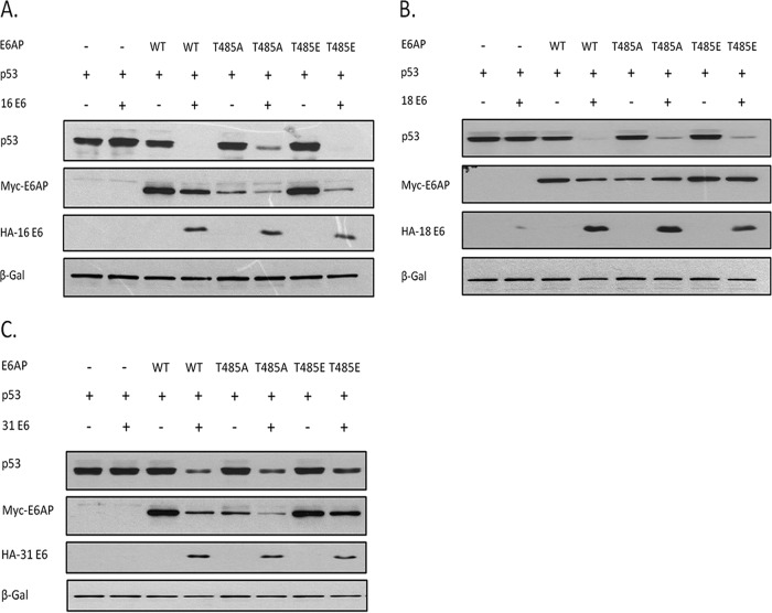 FIG 3