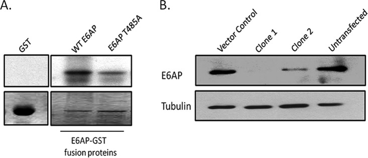 FIG 1