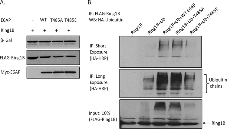 FIG 2