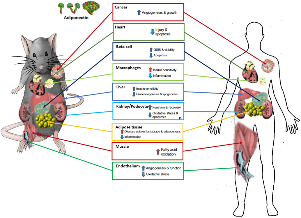 Figure 2: