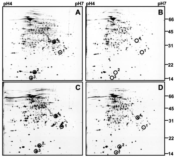 FIG. 3.