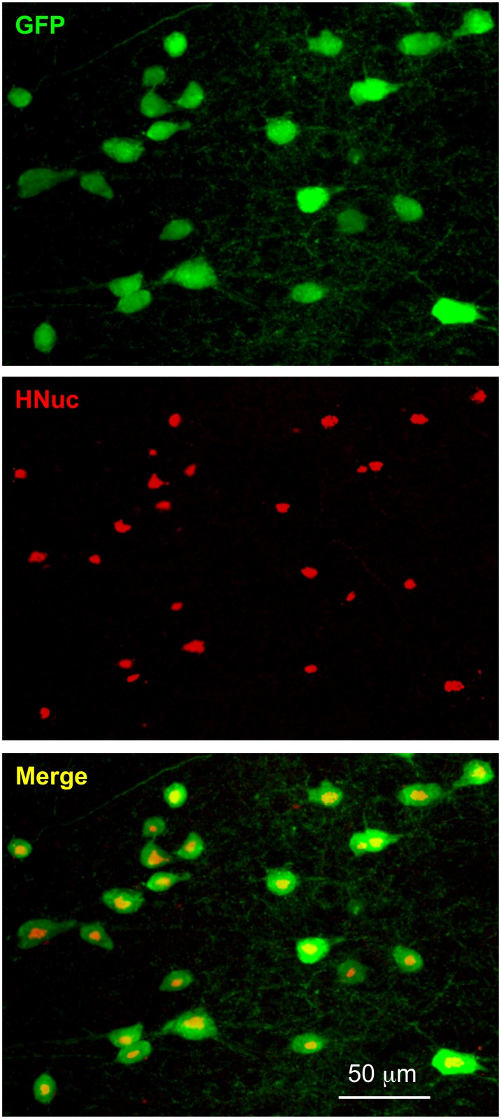 Fig 6