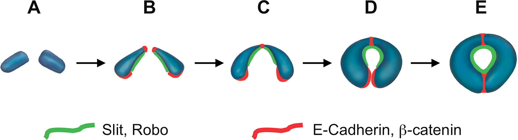 Fig. 6.