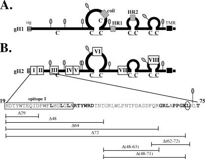 FIG. 1.