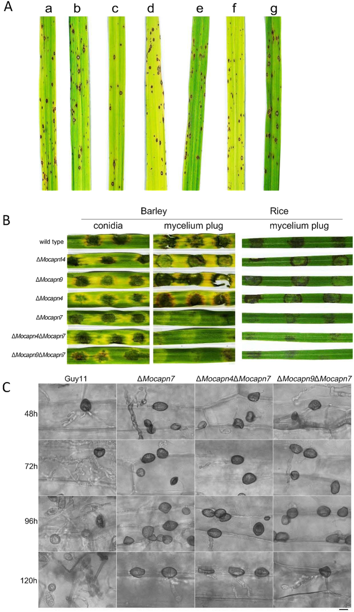 Figure 6