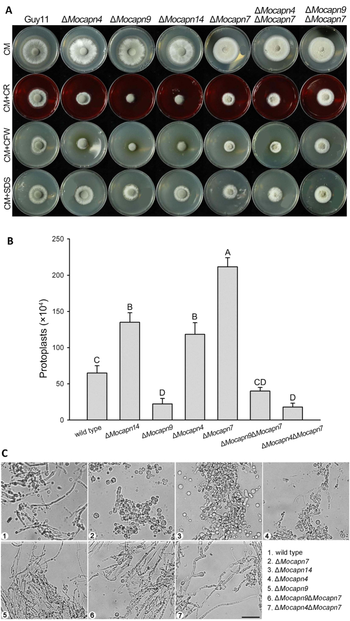 Figure 5