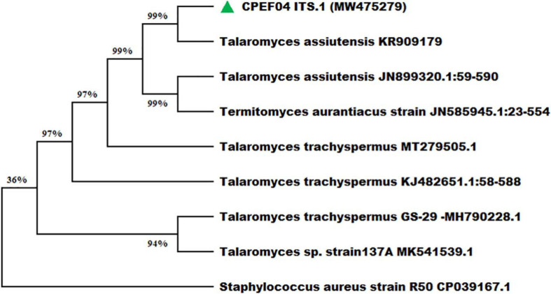 FIGURE 4