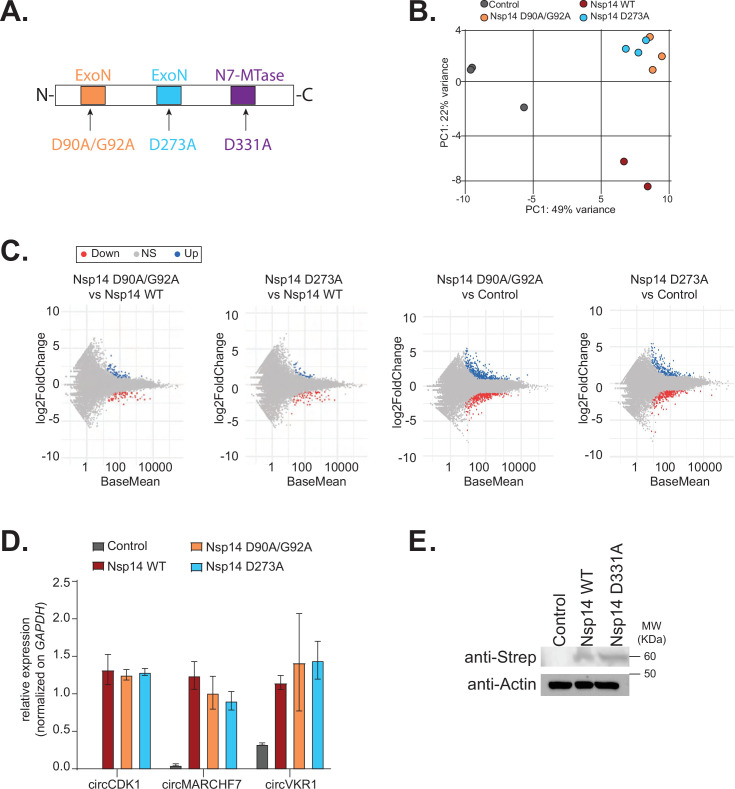 Figure 4—figure supplement 2.