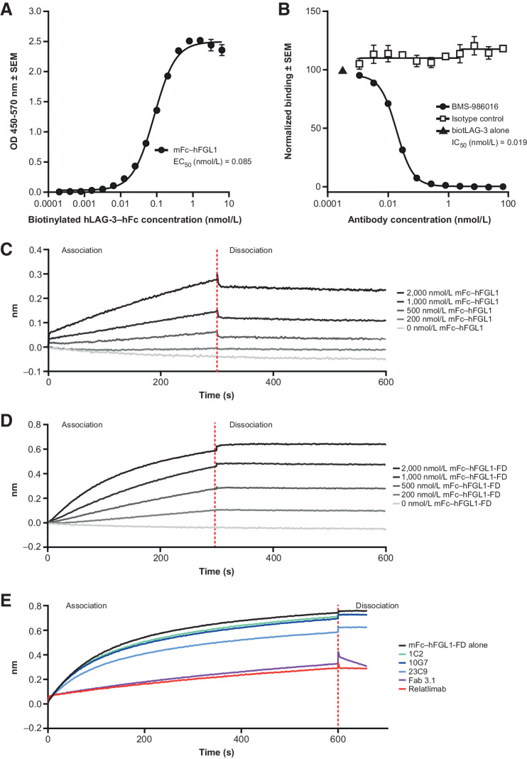 Figure 3. Measurement of LAG-3/FGL1 interaction and blockade. A, Binding of hLAG-3–hFc to immobilized mFc–hFGL1 in ELISA. B, Blockade by relatlimab of hLAG-3–hFc binding to immobilized mFc–hFGL1 in ELISA. Representative examples of two independent tests with nonlinear regression analysis are shown; error bars indicate SEM of intra-assay technical replicates (N = 3; A, B). C–E, Characterization of LAG-3/FGL1 interactions by biolayer interferometry. Representative examples of at least three independent tests. C, Binding of serially diluted mFc–hFGL1 (full length) to captured hLAG-3–hFc. D, Binding of serially diluted mFc–hFGL1-FD (fibrinogen domain alone) to captured hLAG-3–hFc. E, Blockade of mFc–hFGL1-FD (fibrinogen domain alone) engagement with LAG-3 by relatlimab or by its Fab but not by antibodies specific for LAG-3 domains D3 or D4 (1C2, 10G7, and 23C9). biotLAG-3, biotinylated LAG-3. SEM, standard error of the mean.