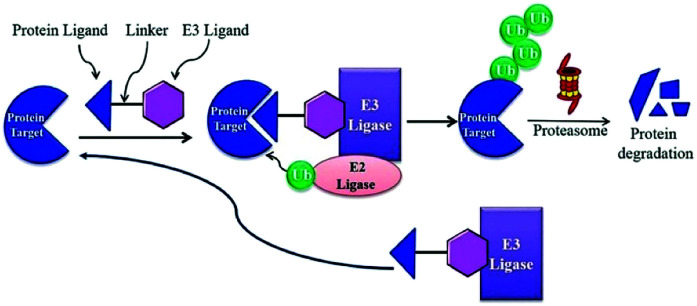 Fig. 16