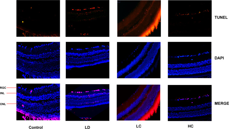 Fig. 10