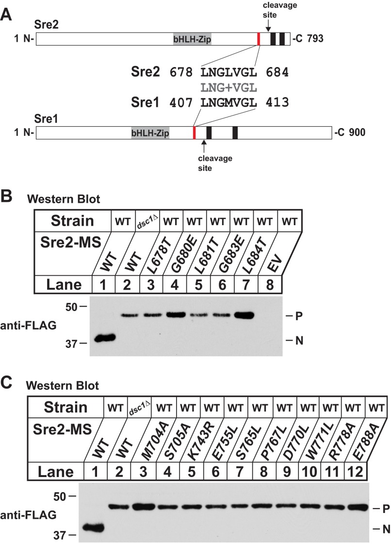 FIGURE 4.