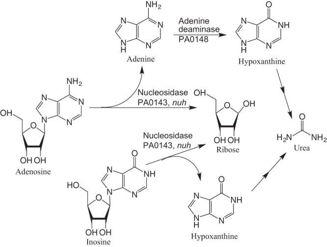 FIG 1