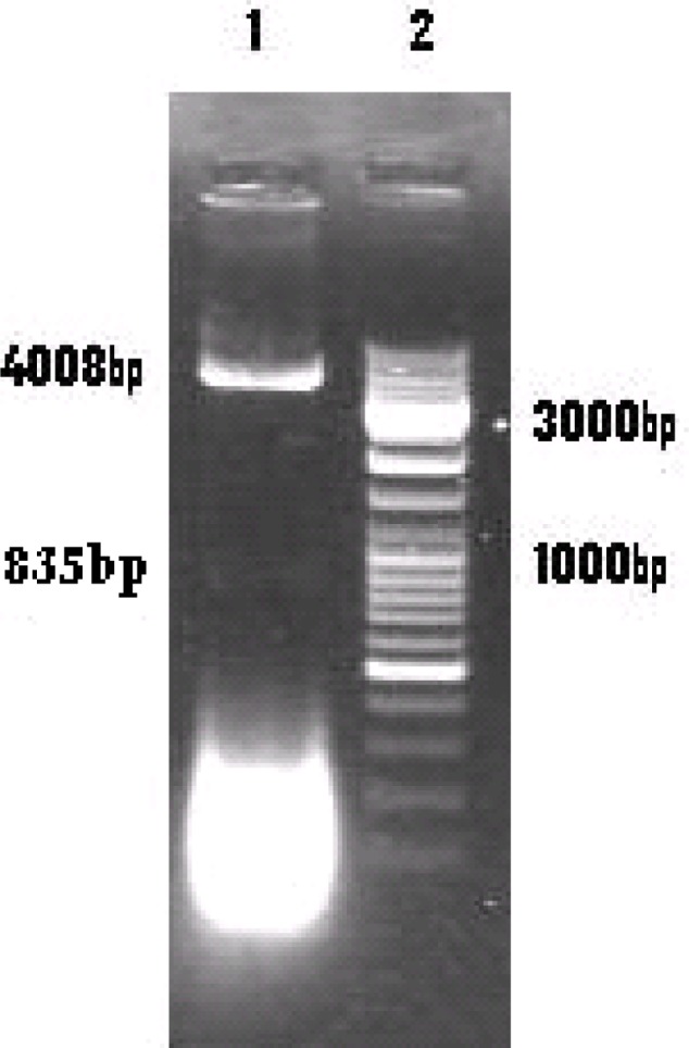 Fig. 2: