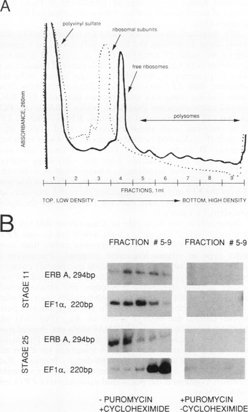 graphic file with name molcellb00034-0291-a.jpg