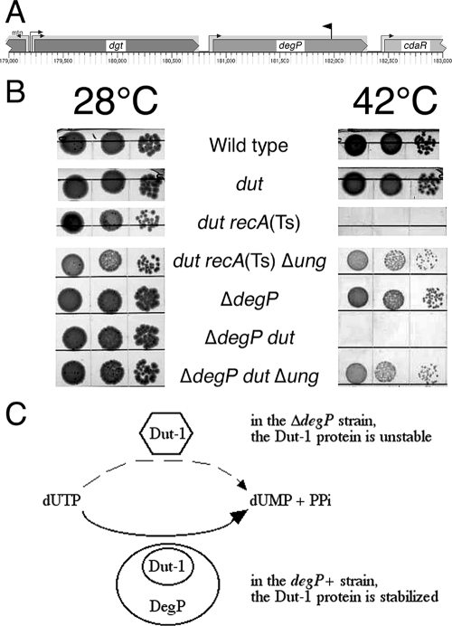 FIG. 8.