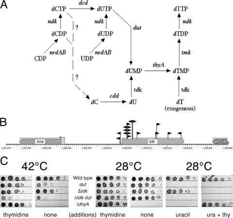 FIG. 3.