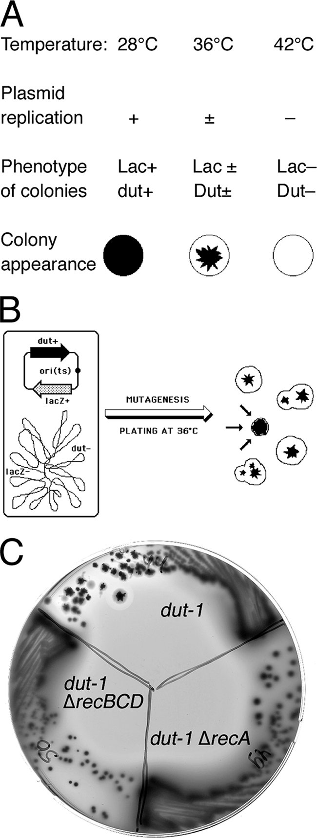 FIG. 2.