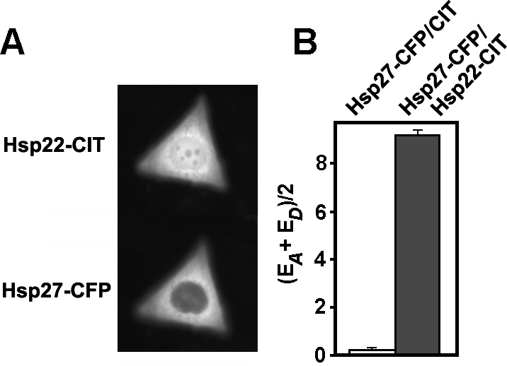 Fig 2.