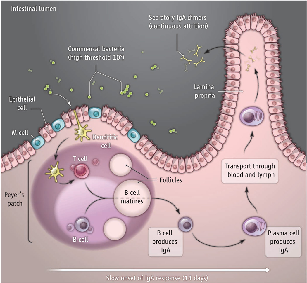 Intestinal IgA dynamics