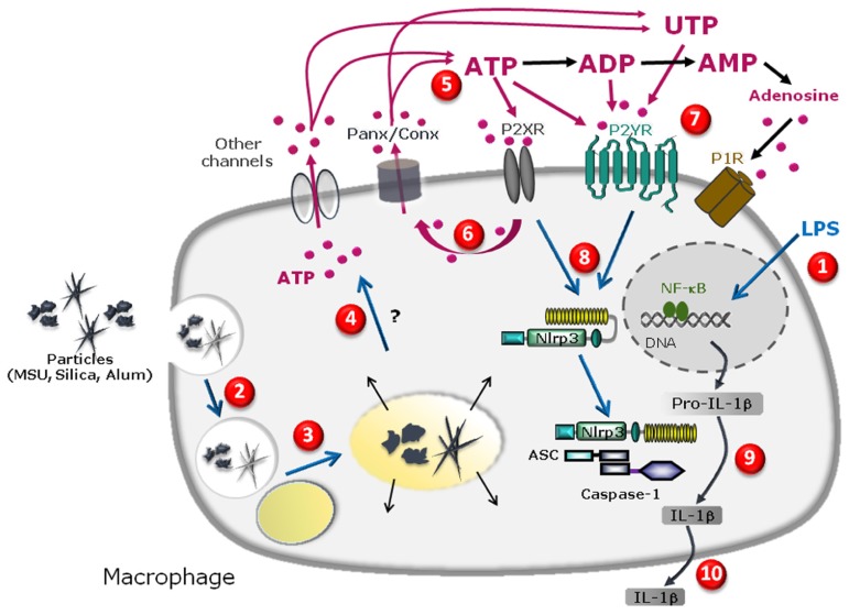 FIGURE 1