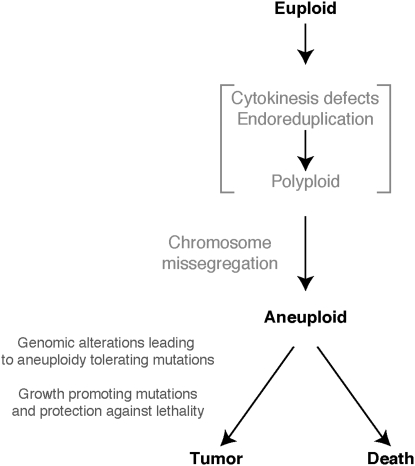 Figure 5.—