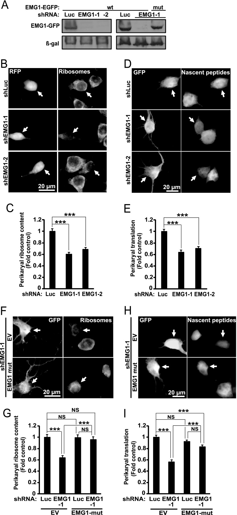 Fig. 9.