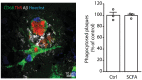 Figure 4—figure supplement 1.