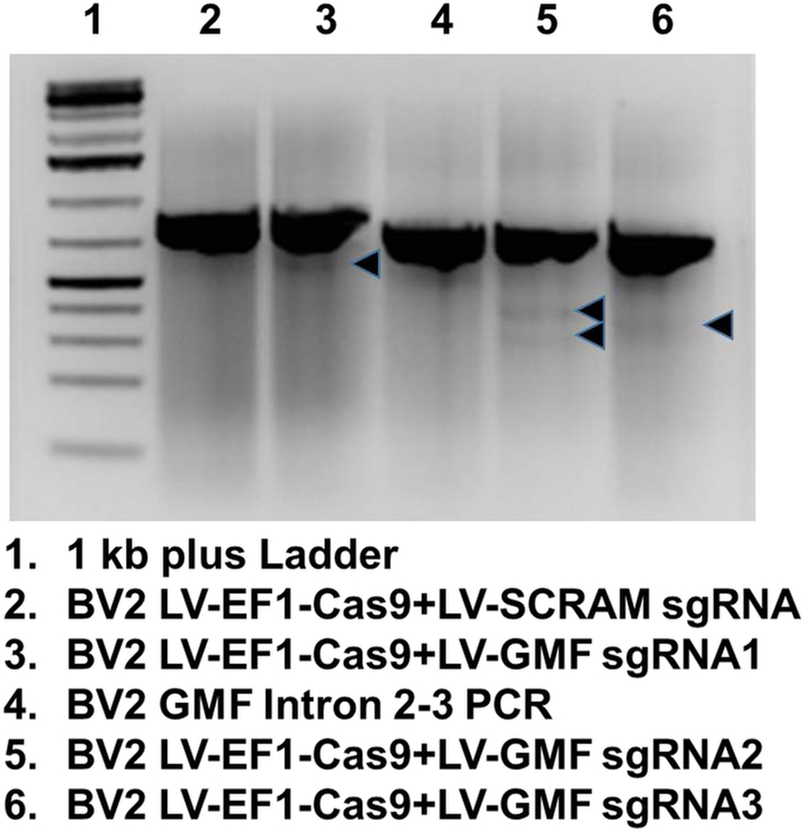 Figure 5: