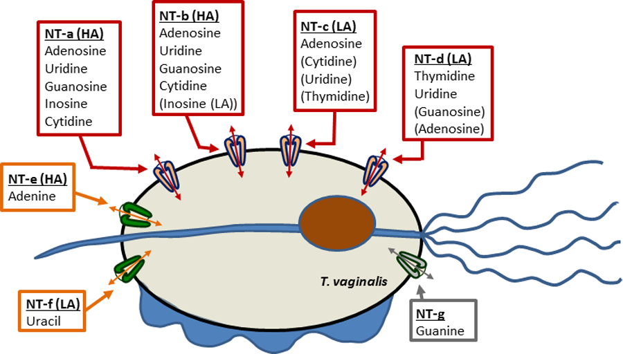 Figure 12.