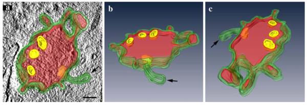 Fig. 6